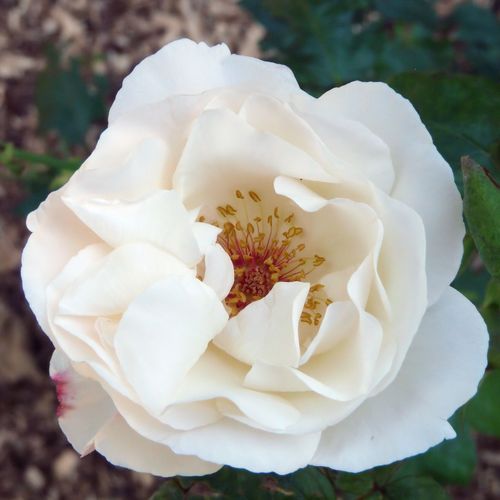 E-commerce, vendita, rose, in, vaso rose grandiflora - floribunda - bianco - Rosa White Queen Elizabeth - rosa mediamente profumata - Banner - Con il suo colore bianco può dare spazio e distanza nel giardino.